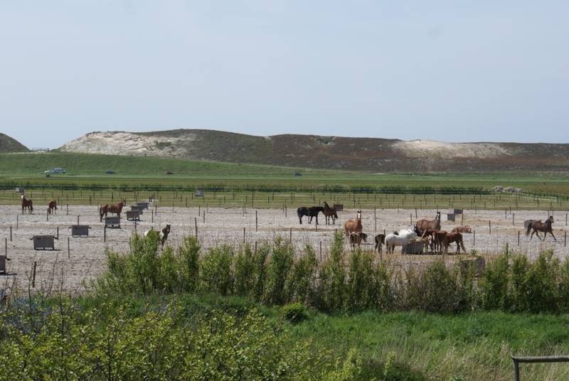Reiten am Strand im Urlaub